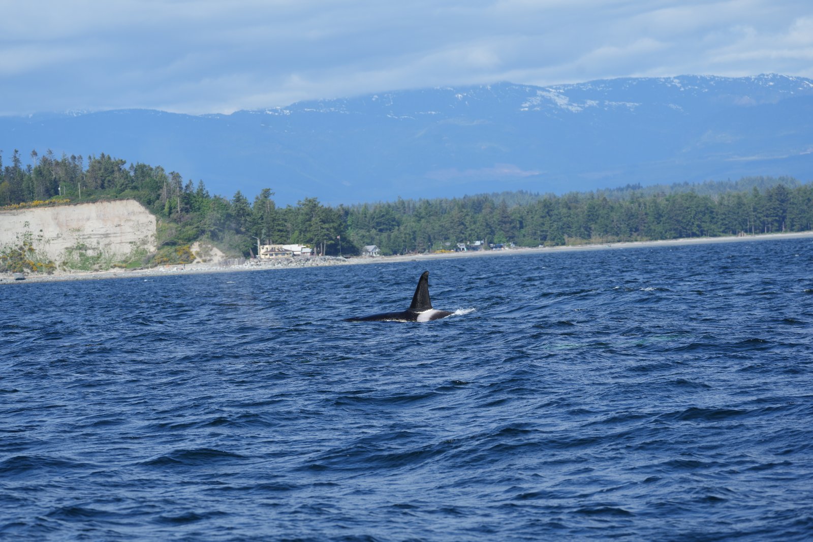 Bull orca