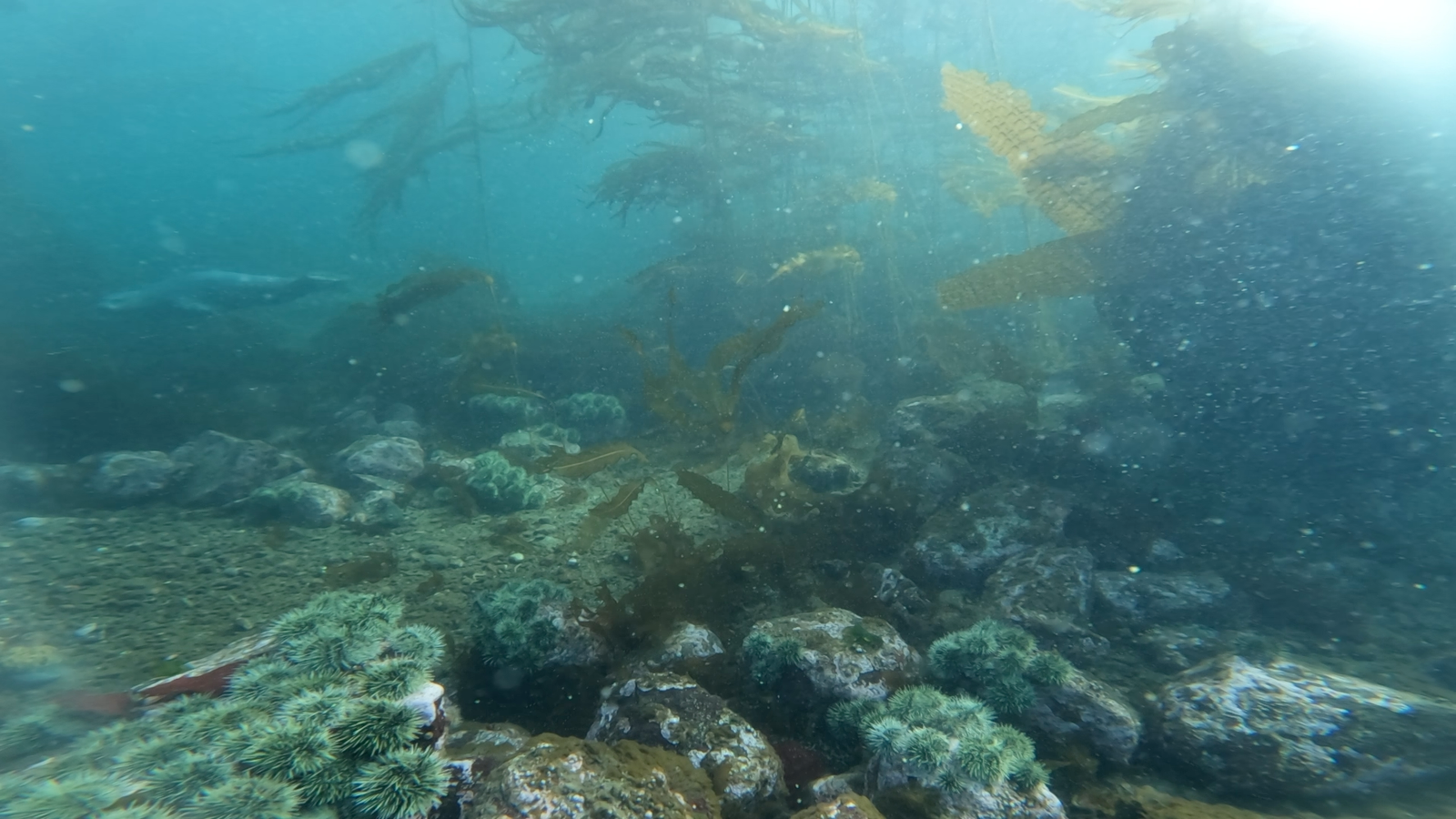 Bullhip Kelp Forest