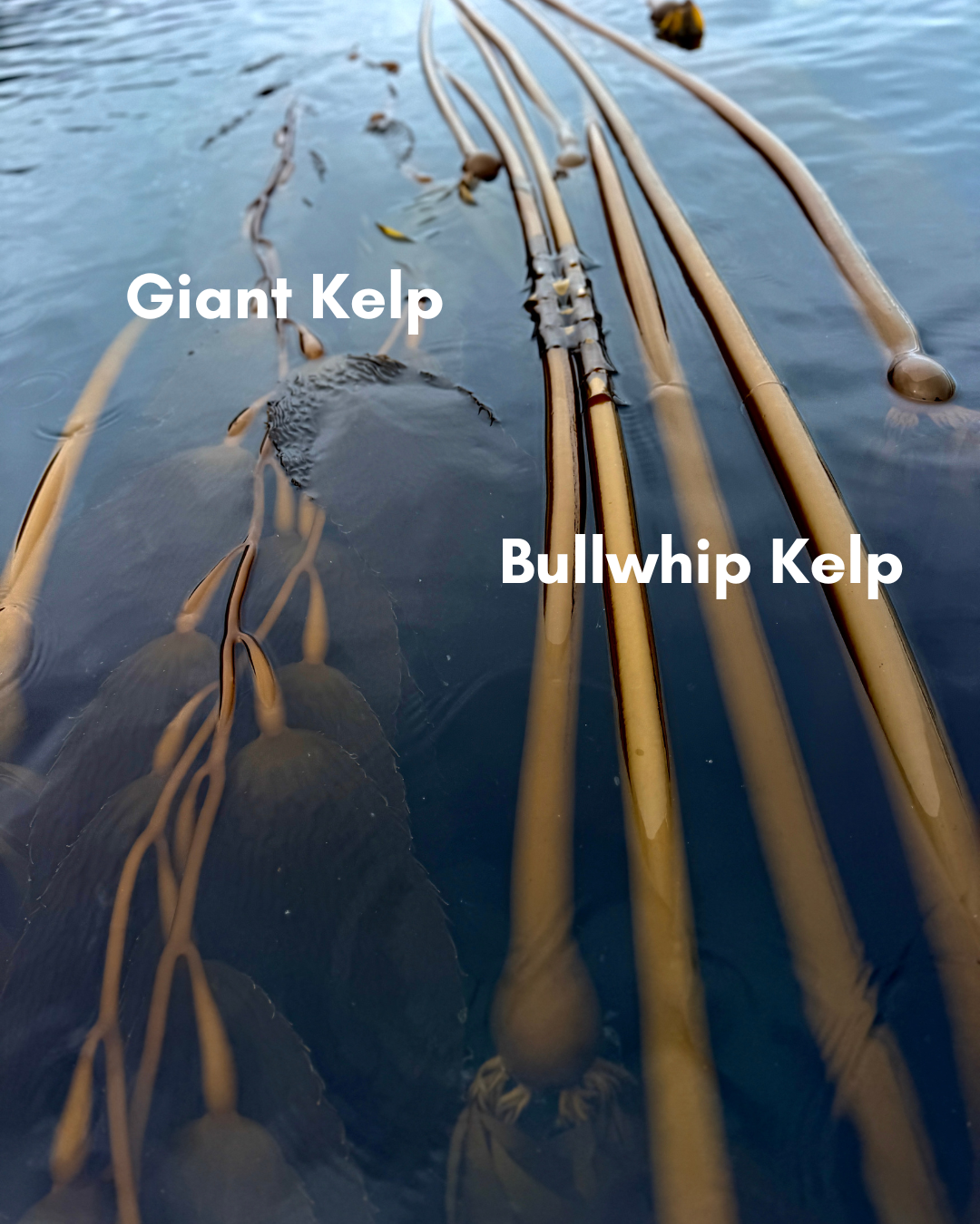 kelp