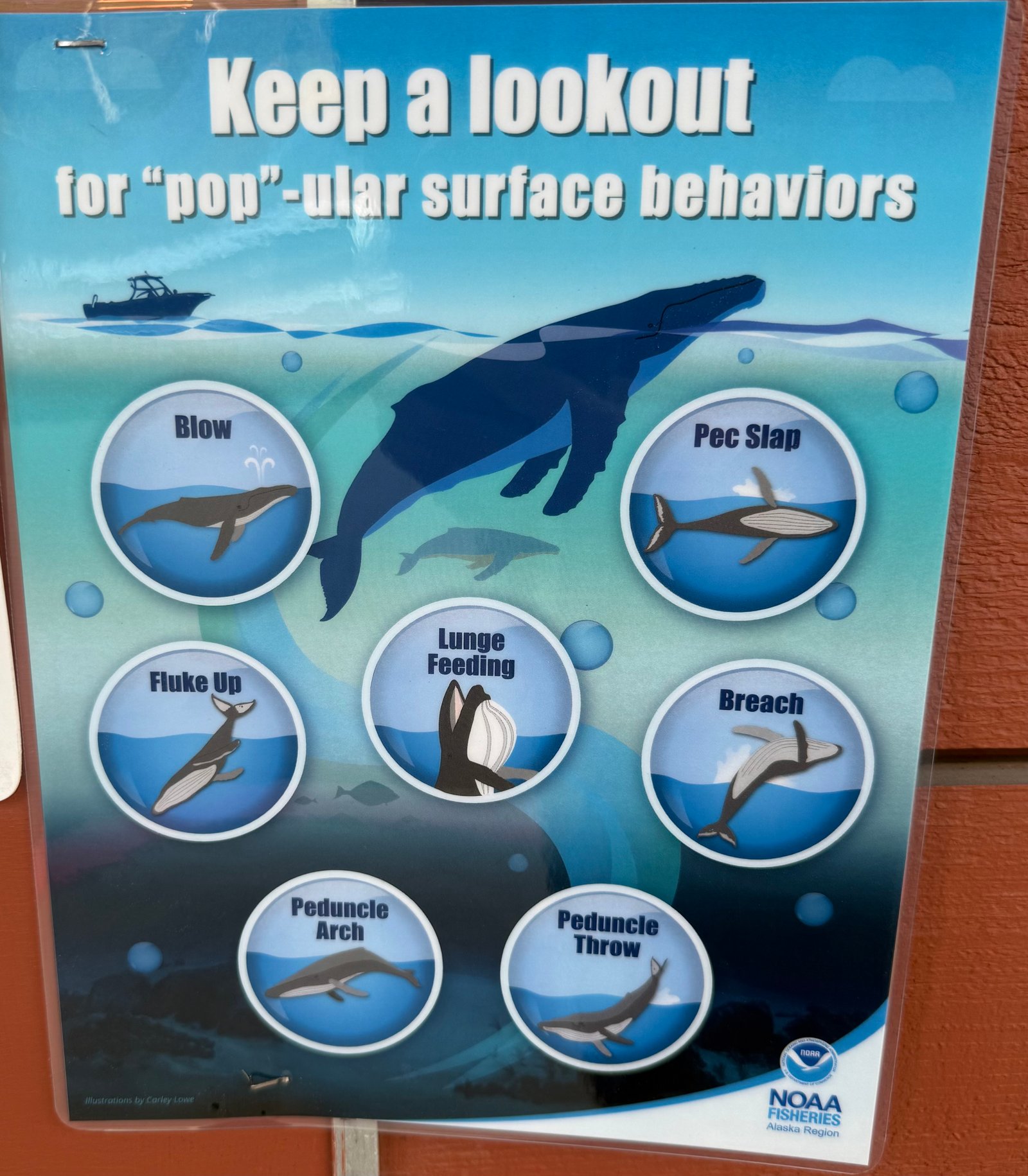 Whale behaviors