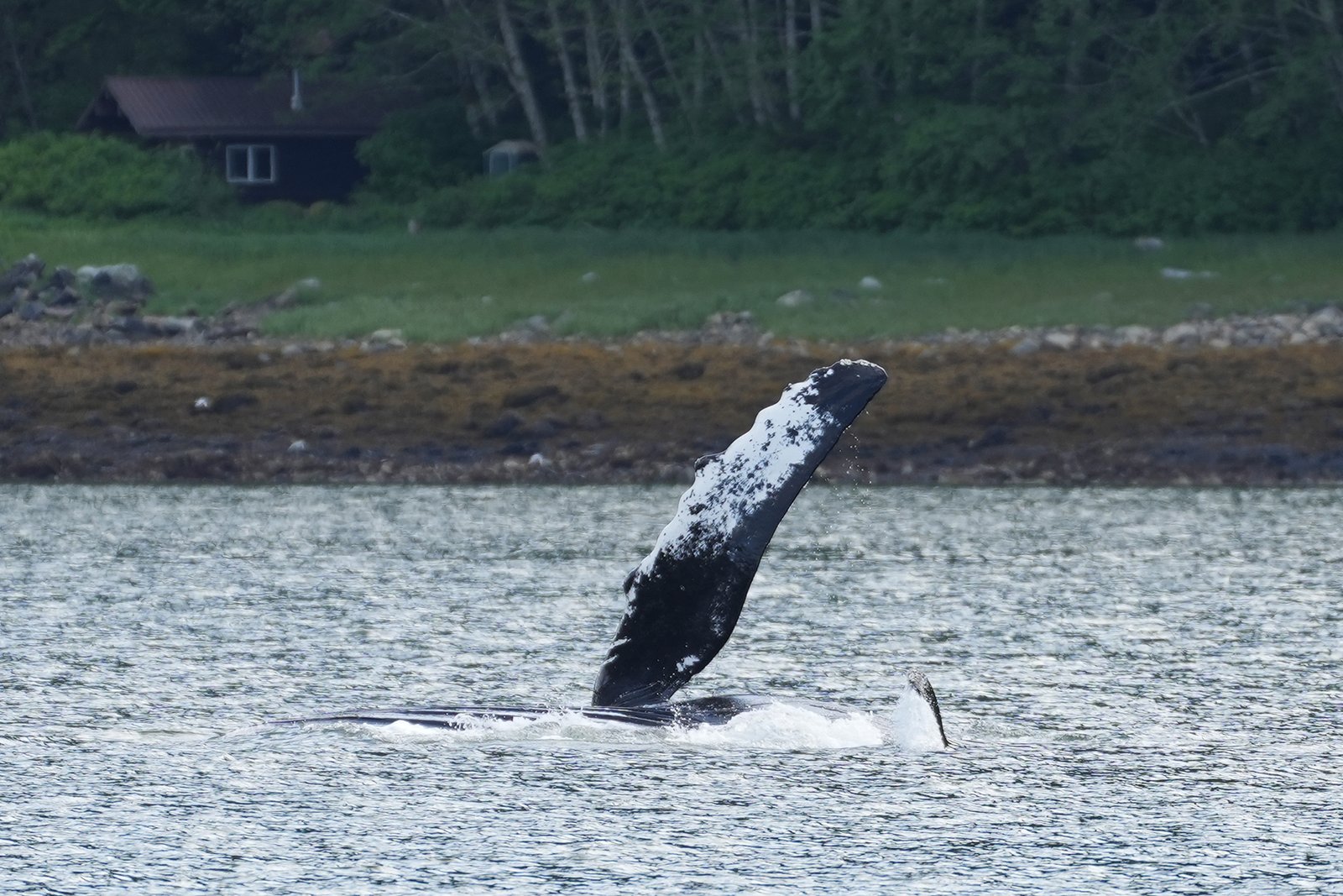 Humpback rolling