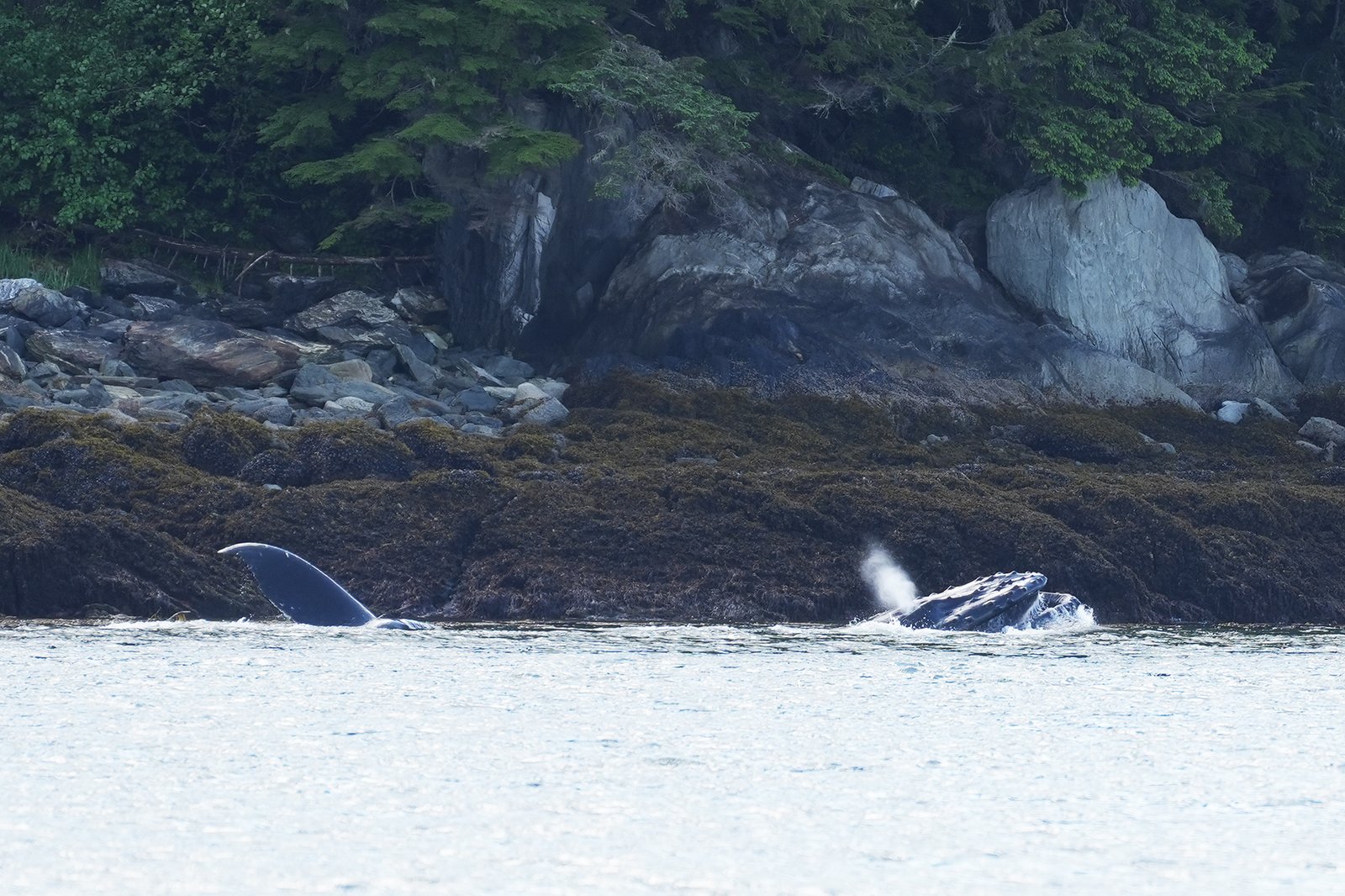 Humpback whale feeding.