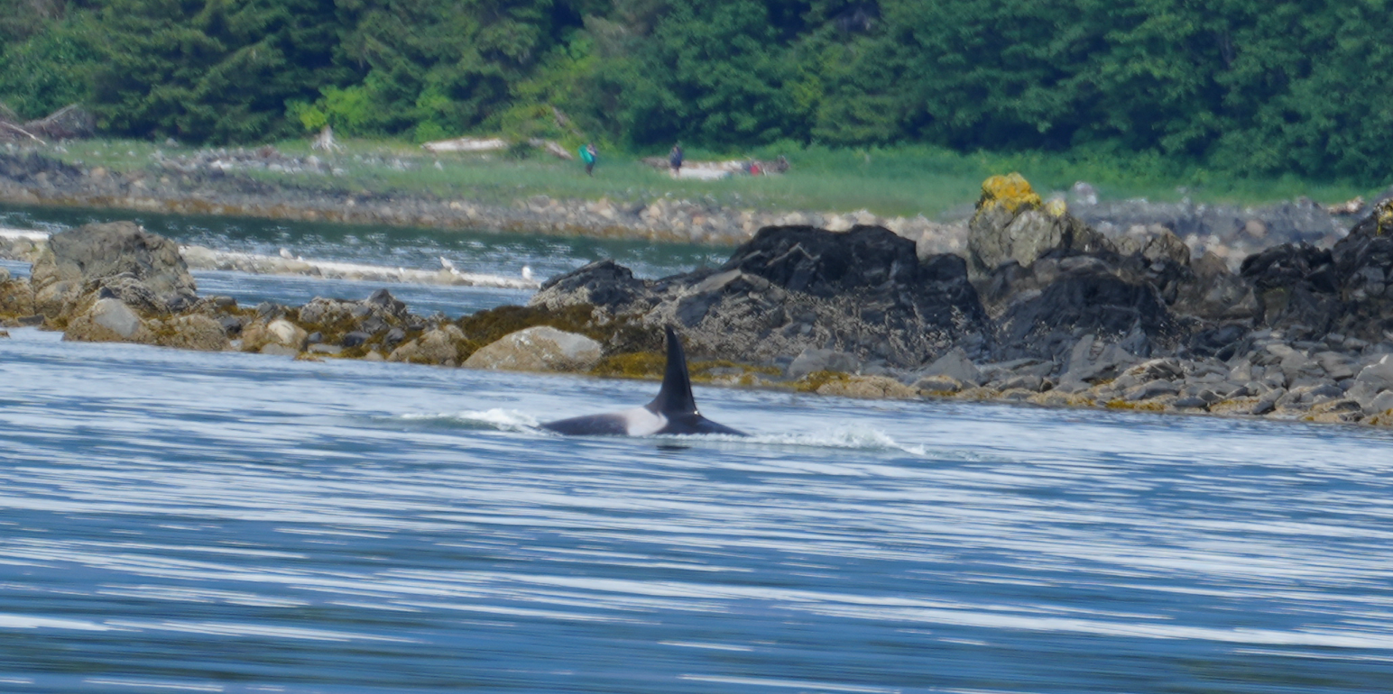 orca dorsal fin and saddlebag