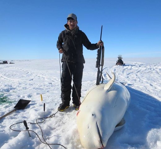 hunting belugas