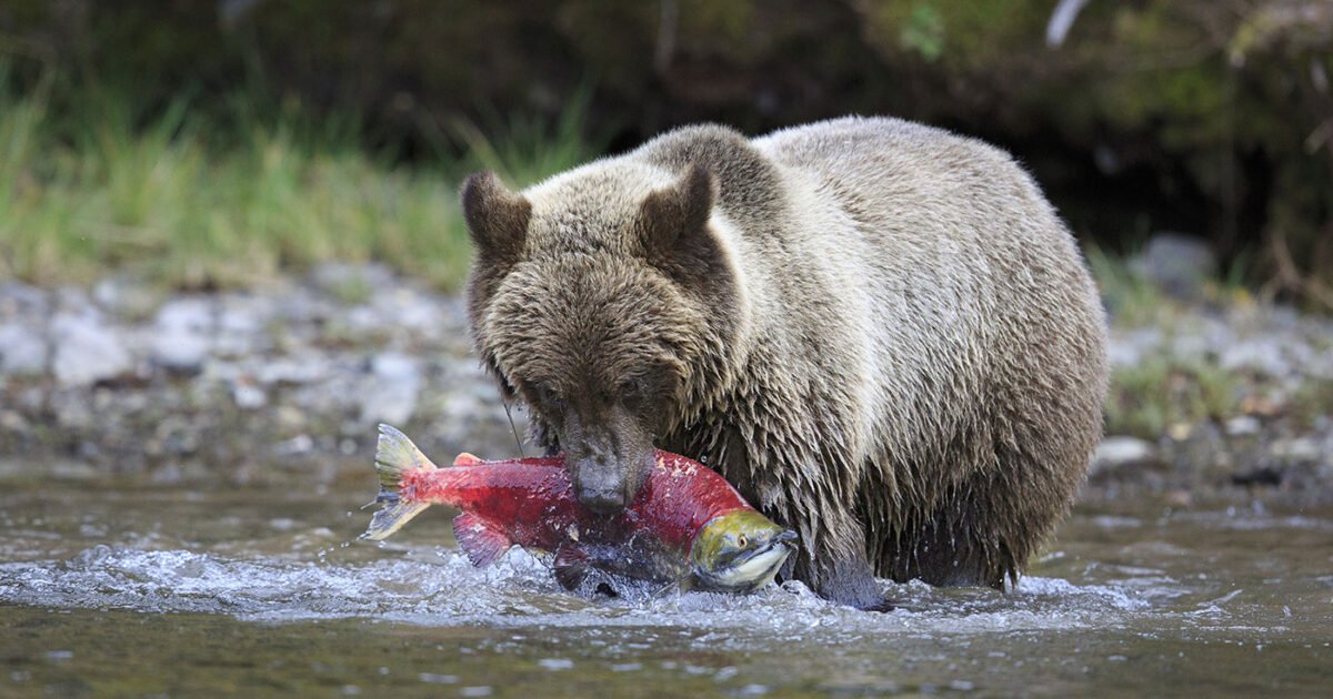 bear eating sockeye salmon