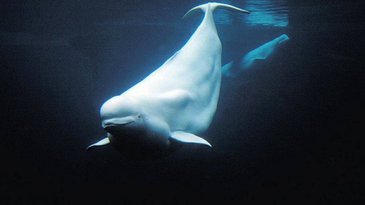 beluga