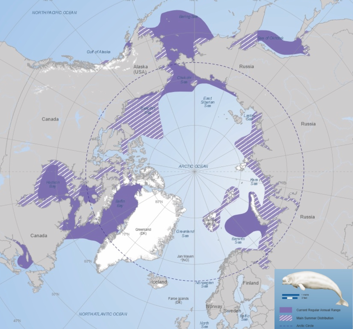 beluga map