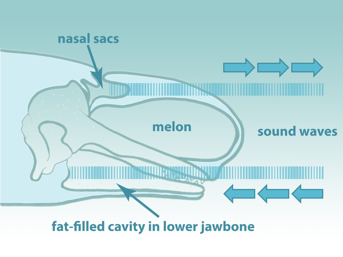 head of beluga showing echolocation