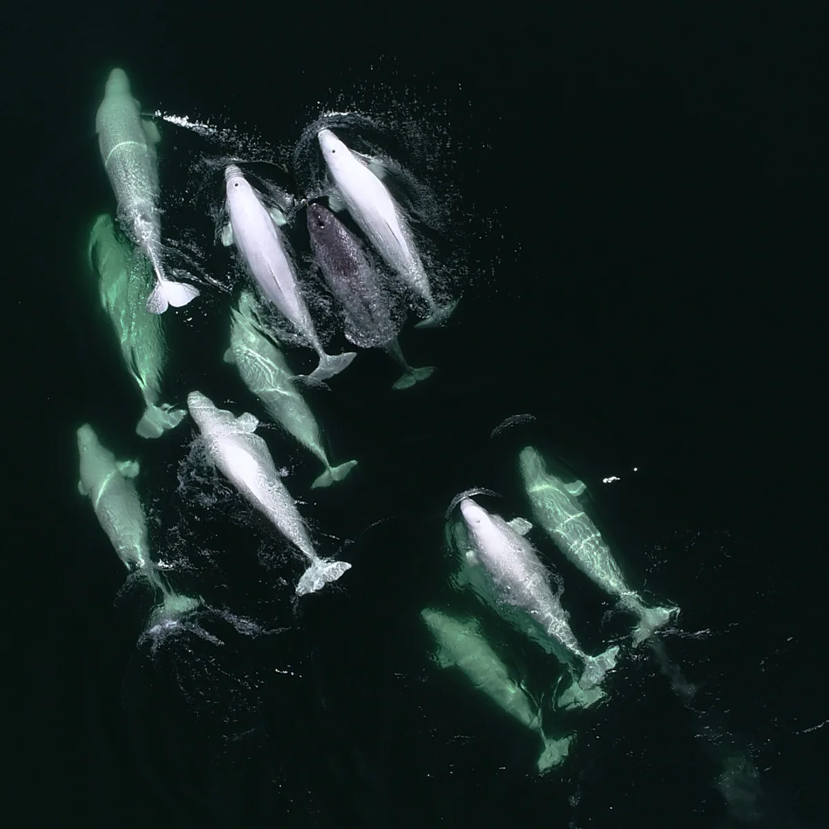 pod of belugas