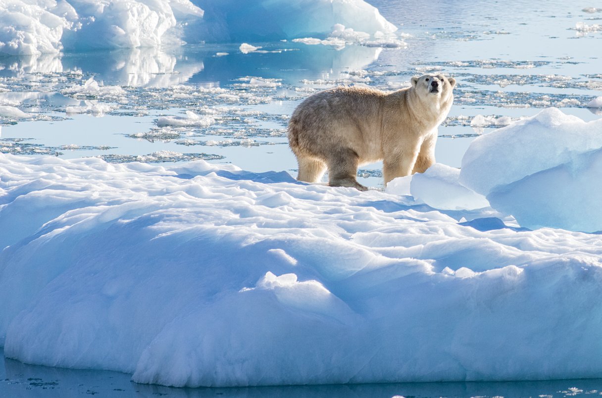 Polar bear