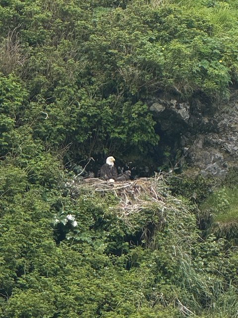 Bald eagles nesting on the mountainside in Dutch Harbour