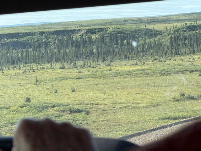Trees on the drive from Tuktoyaktuk to Inuvik.