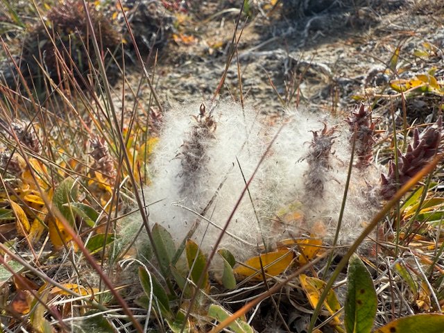 Arctic Willow - Snowgoose pass