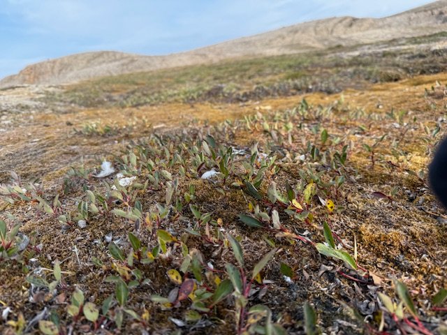 Shrubbery in the Arctic: Summer's Harbour