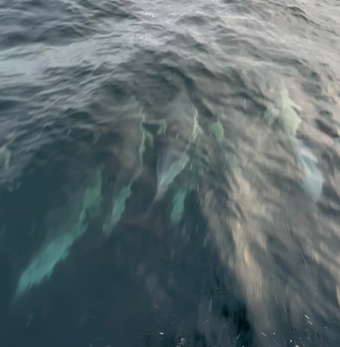 Dolphins