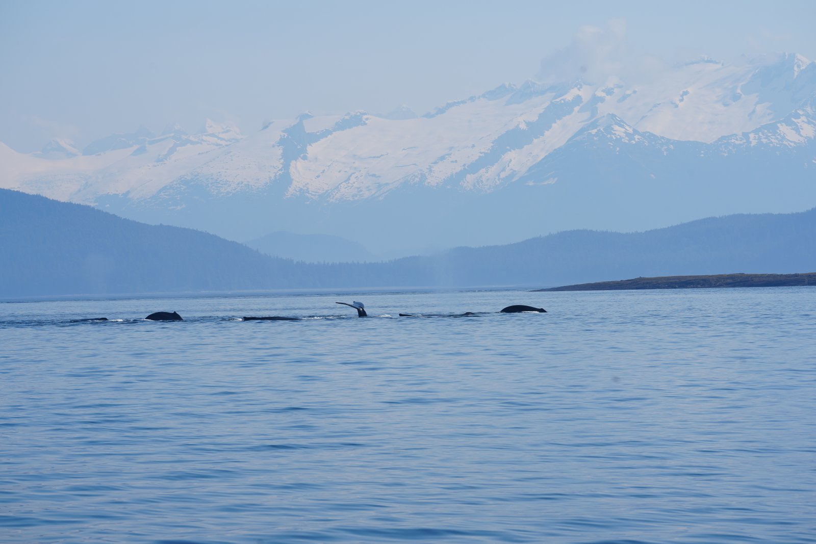 Humpback whales feeding in Alaska