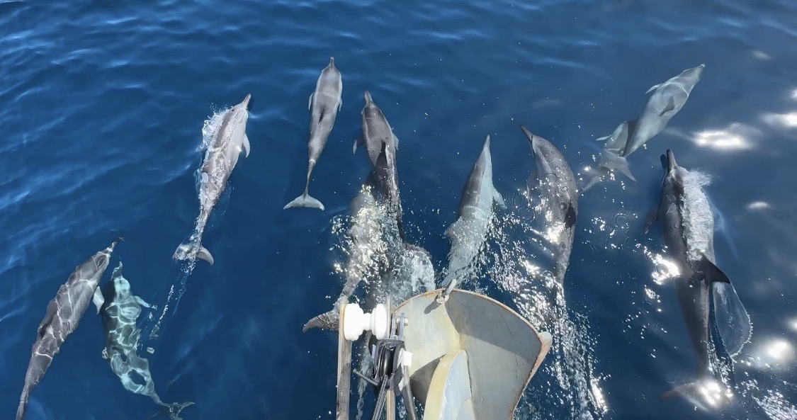 Dolphins
