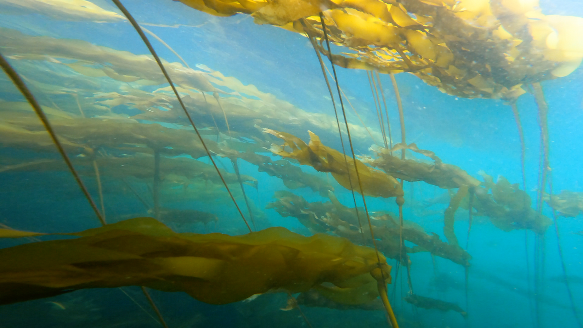 Kelp
