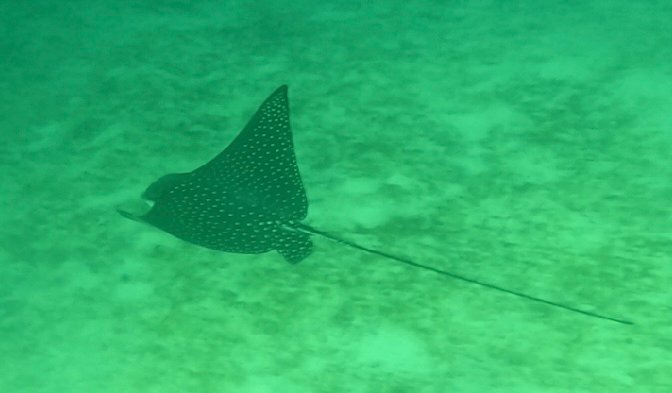 Ray