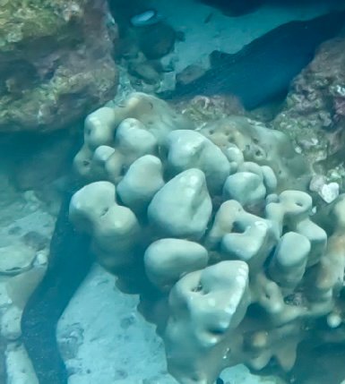 EEl