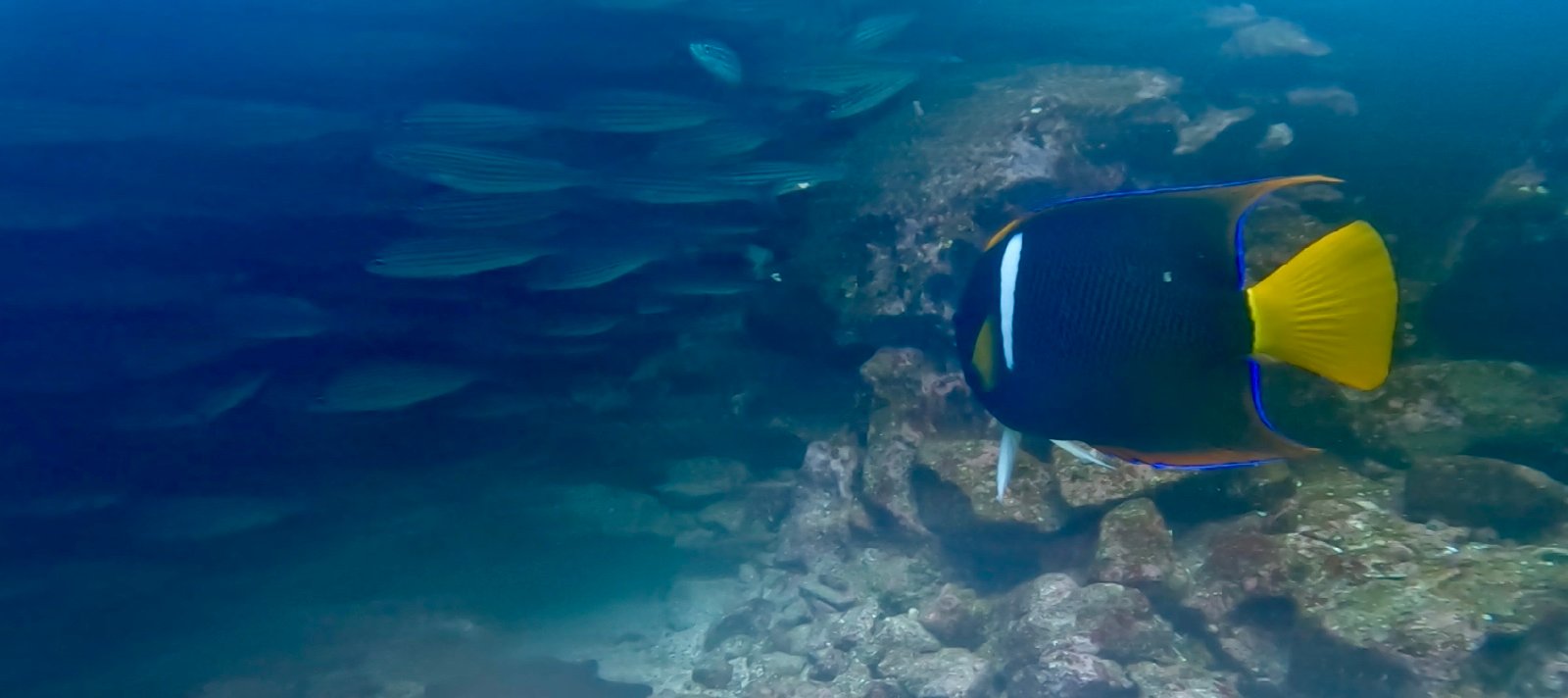 Dive