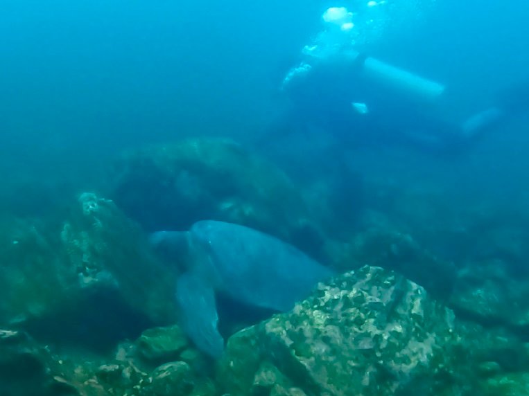 Dive