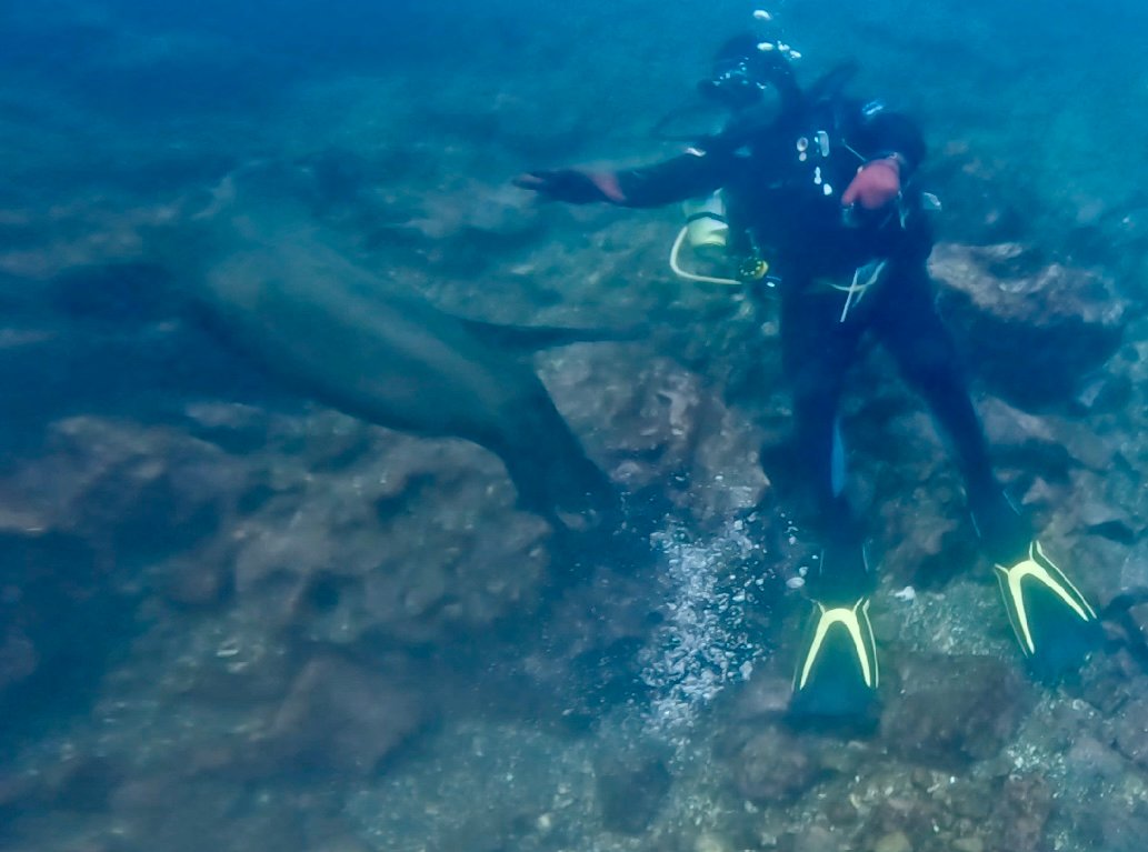dive