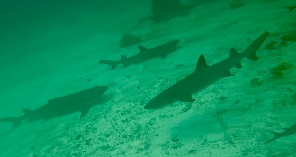 Sharks