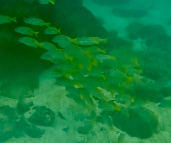 Fish