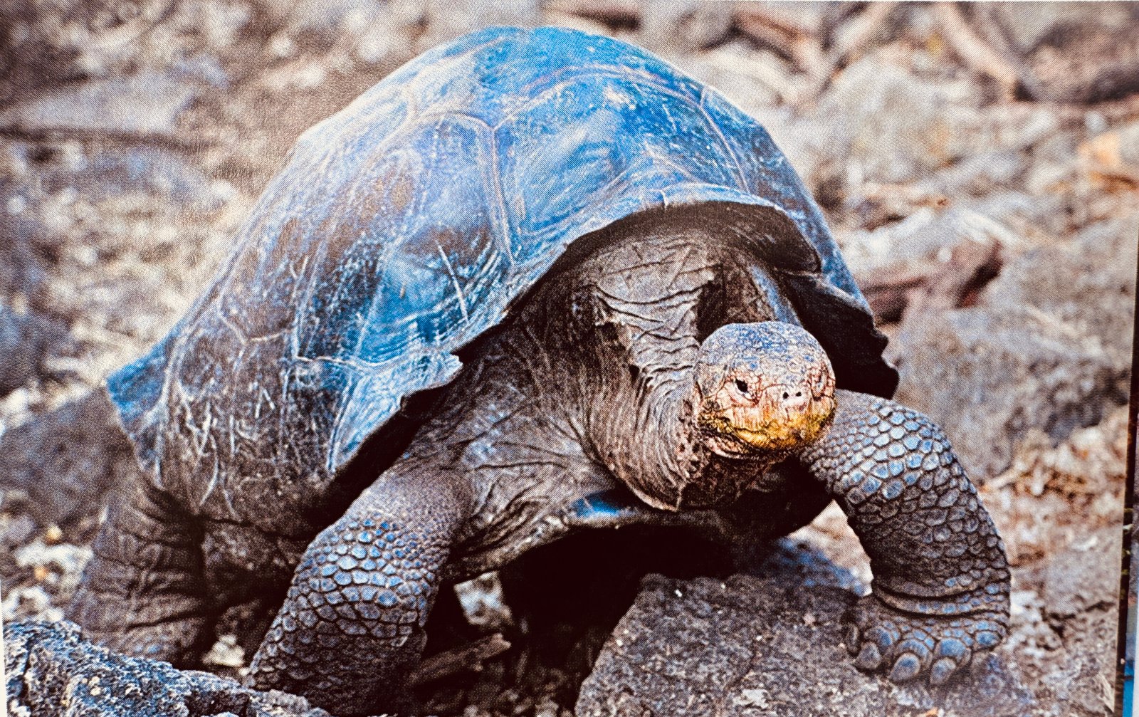 Galapagos