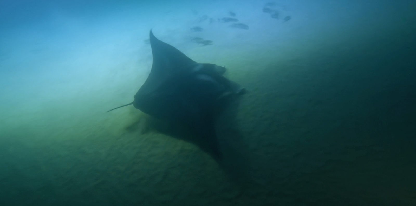 Manta