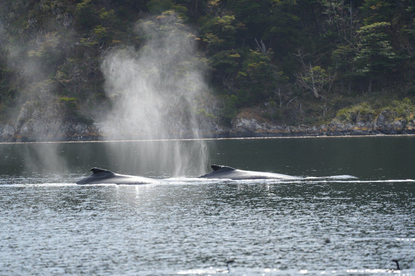 whales