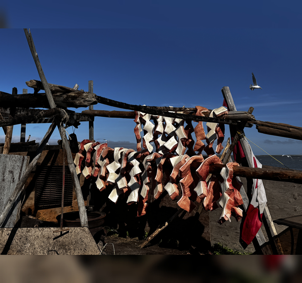 Beluga drying in Tuktoyaktuk