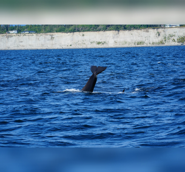 Orcas surround One Ocean