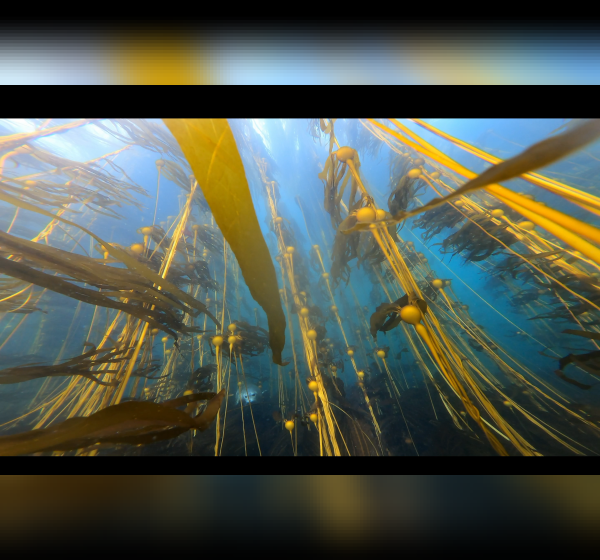 A bullwhip kelp forest off Pearse Island East—can you spot the seal?