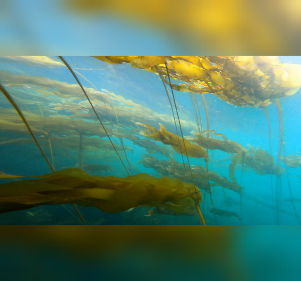 Underneath a bullwhip kelp forest.
