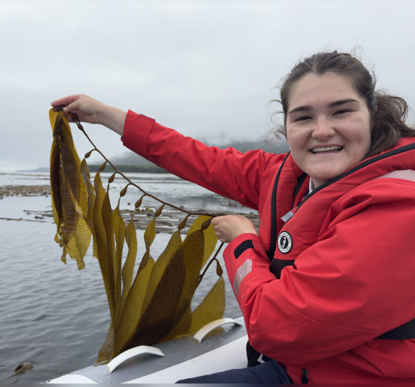 Giant Kelp