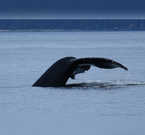 Whale fluke 