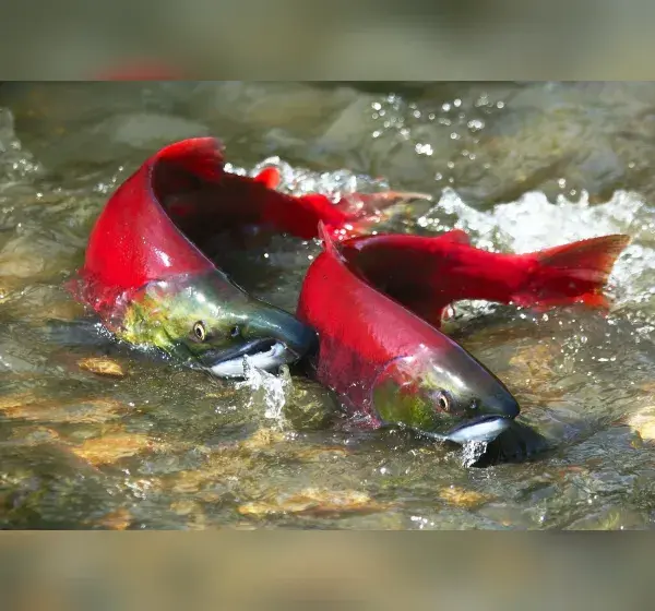 salmon