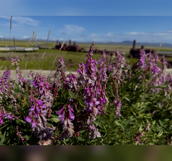Fireweed lining the roads in Nome