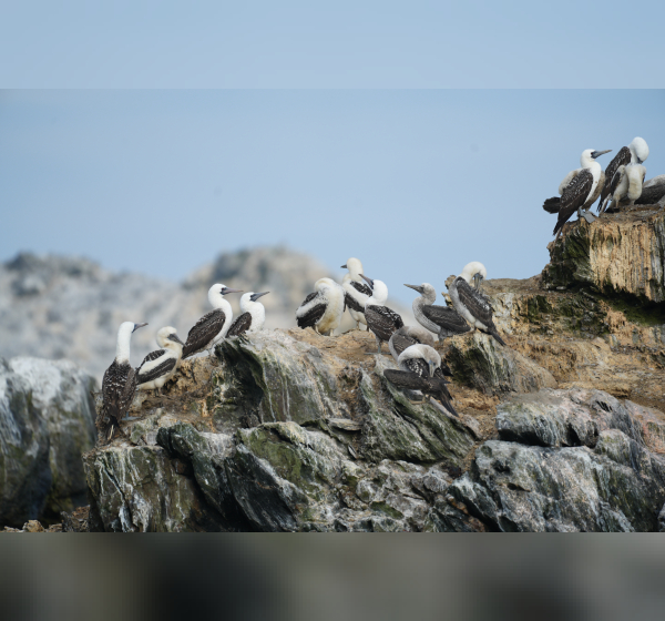 Boobys at Isla Lobos de Afuera