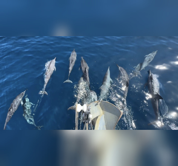 Dolphins