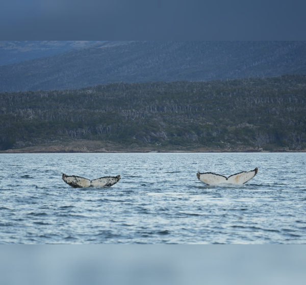 Double humpback whale fluke