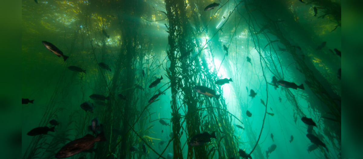 Bull kelp forest