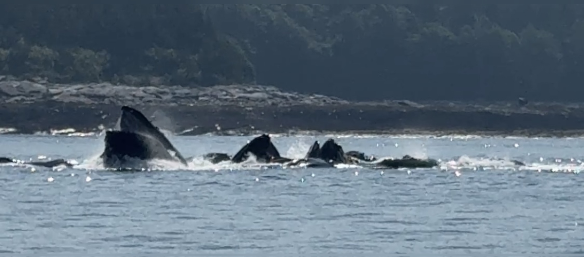 whales