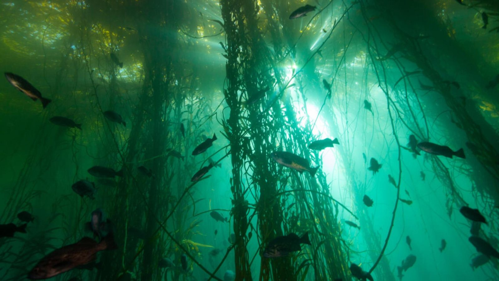 Bull kelp forest