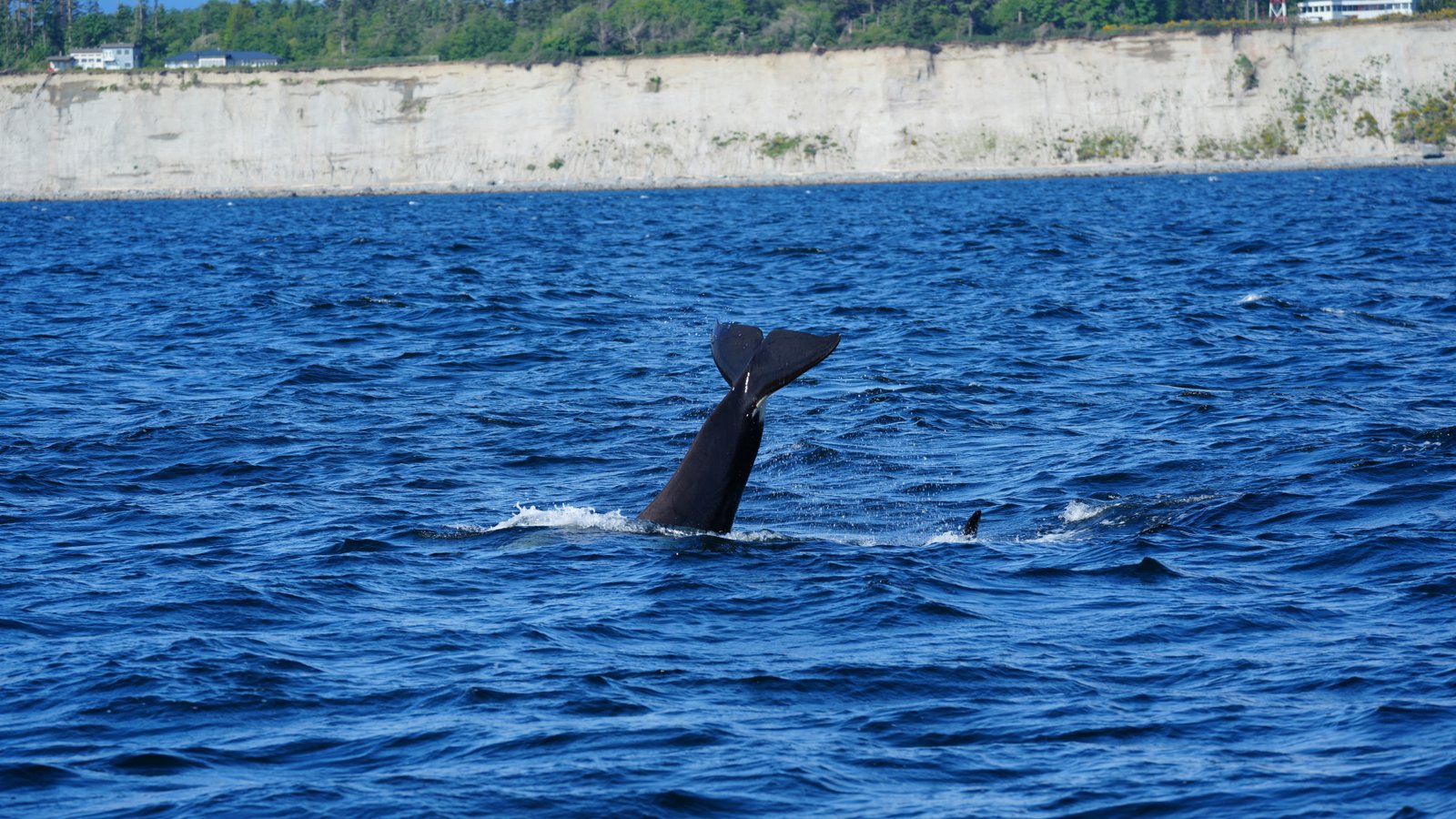 Orcas surround One Ocean