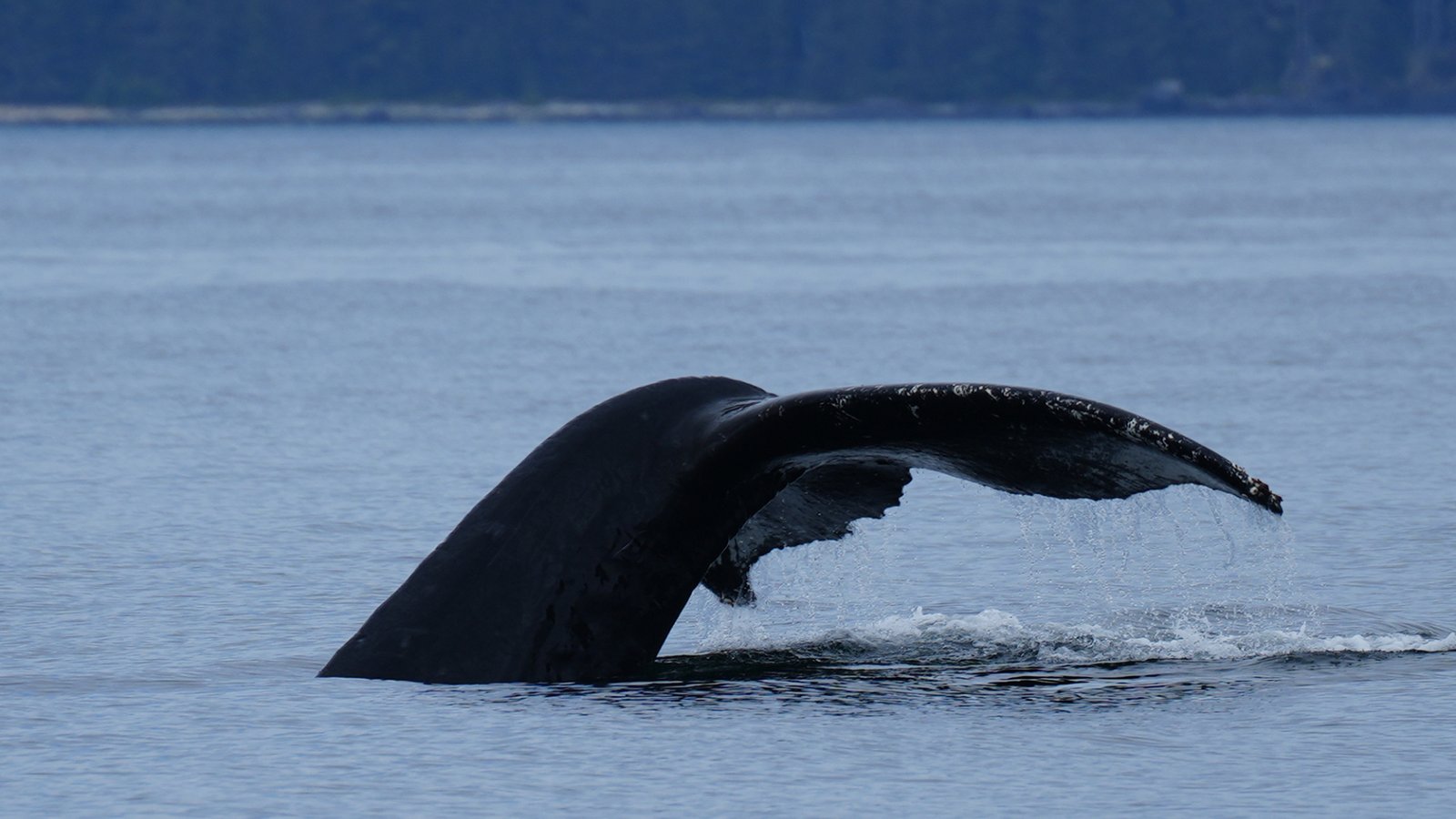 Whale fluke 