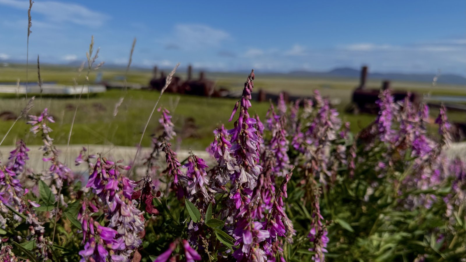 Fireweed lining the roads in Nome