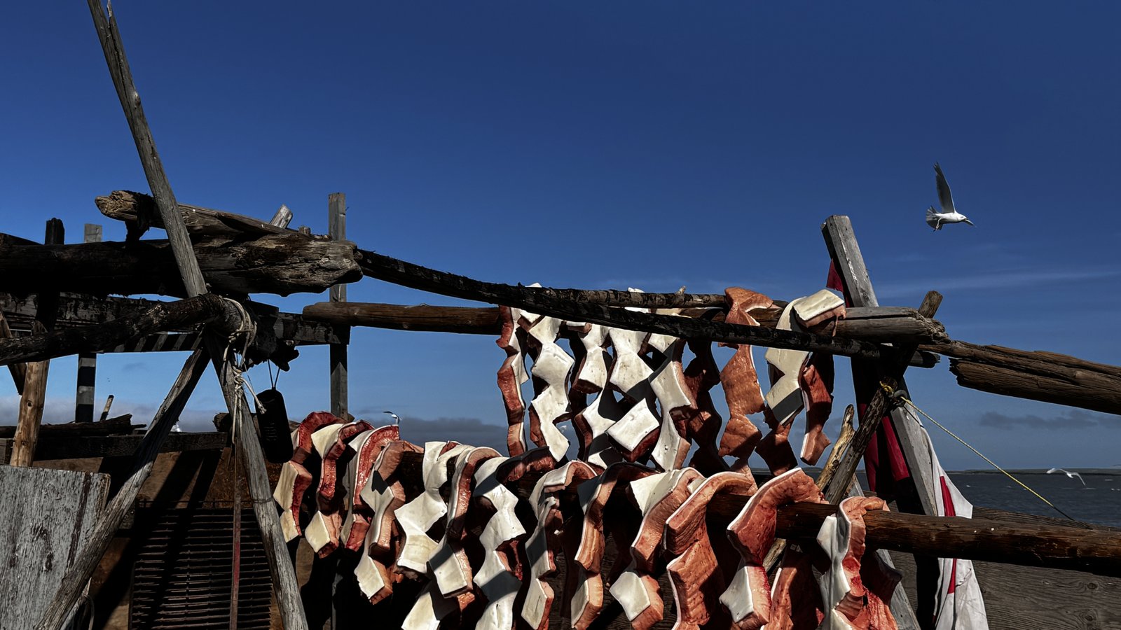 Beluga drying in Tuktoyaktuk
